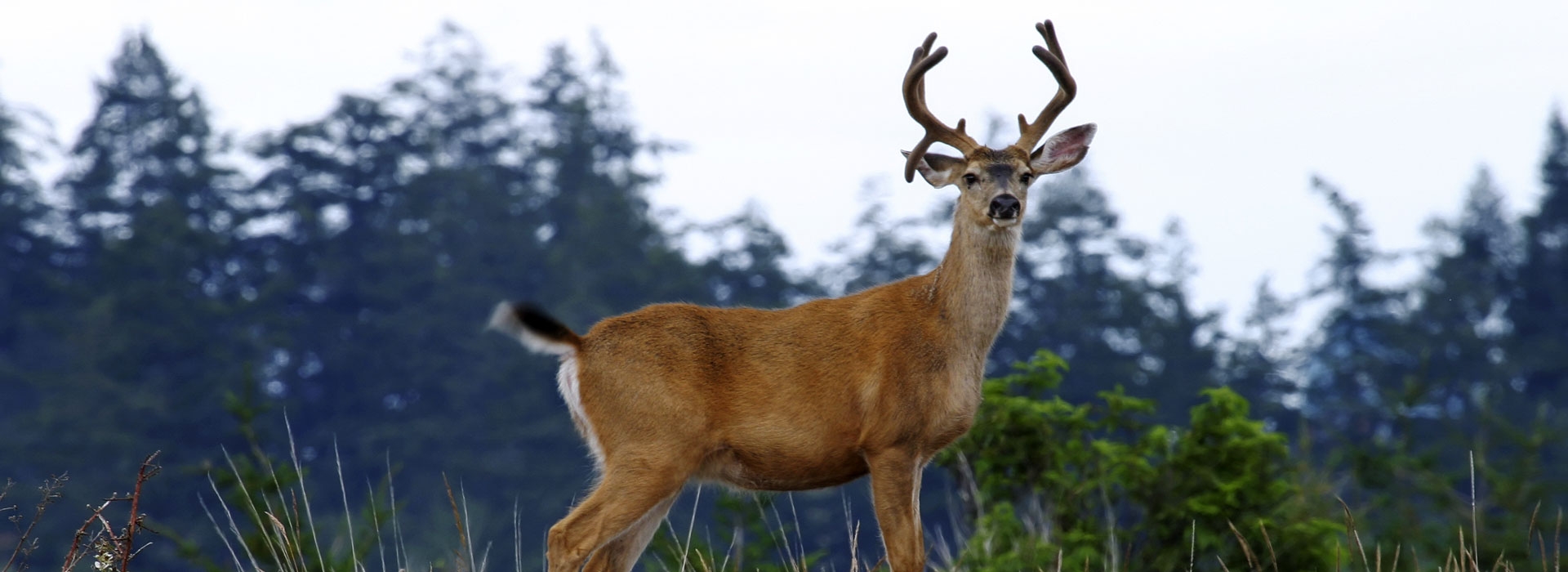 California Hunts with Pismo Adventures