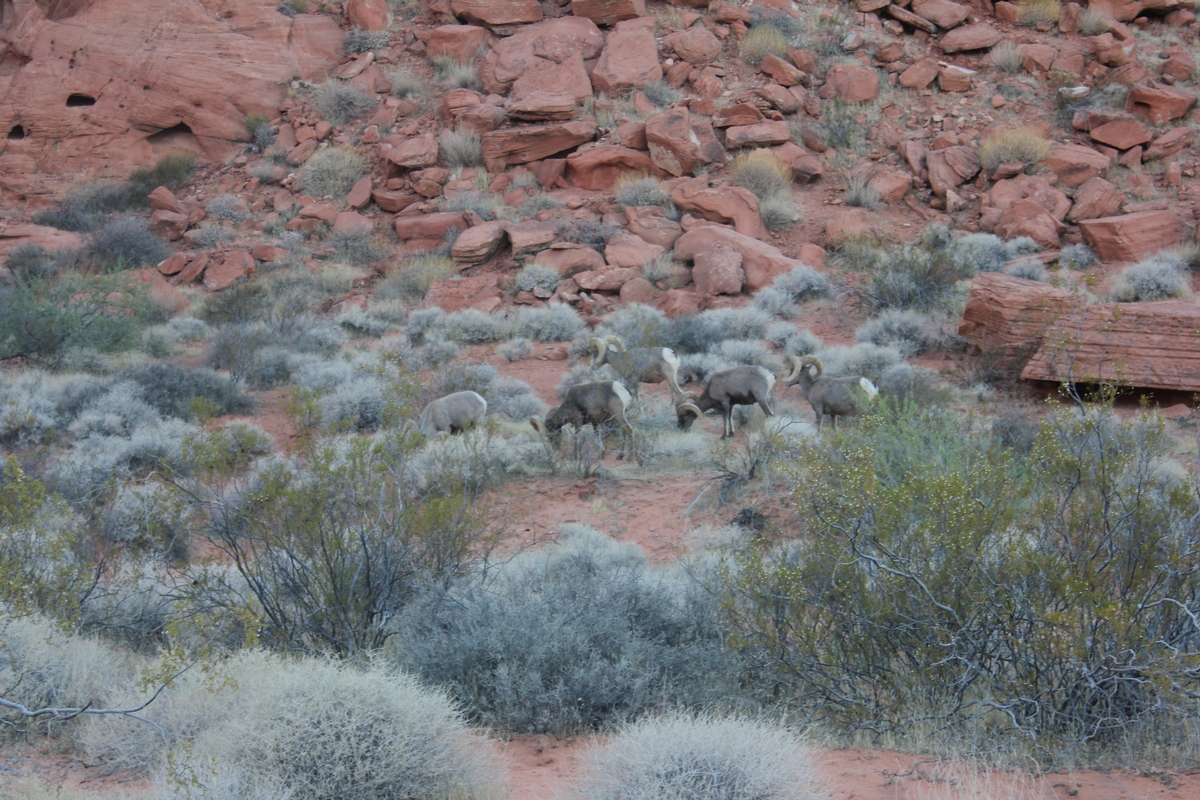 Nevada Desert Ram Hunt